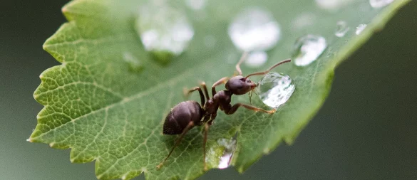 Ameisen sind zwar in der Wohnung lästig, im Garten sind sie aber durchaus nützlich. - © Silas Stein/dpa/dpa-tmn