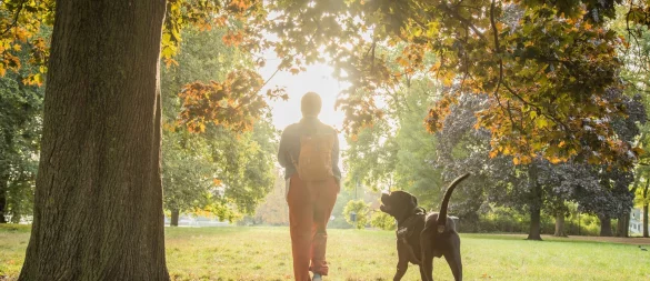 Vorsicht beim Spaziergang: Kastanien wecken bei Hunden den Spieltrieb, können aber gefährlich sein. - © Christin Klose/dpa-tmn