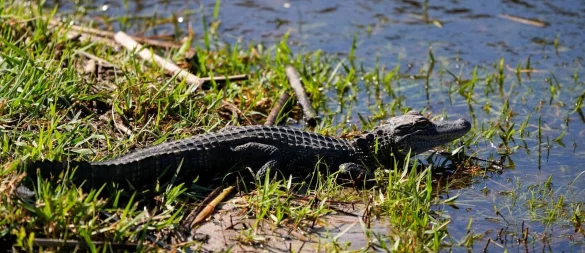 Ein Baby-Alligator wie dieser wurde offenbar in Vechta gesichtet. (Archivbild) - © Gerald Herbert/AP