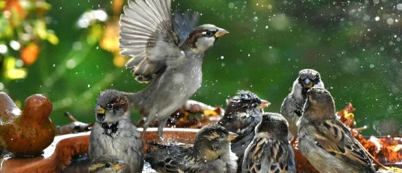 Badespaß im Garten: Auch Vögel freuen sich im Sommer über eine Möglichkeit zur Abkühlung. - © Waltraud Grubitzsch/dpa