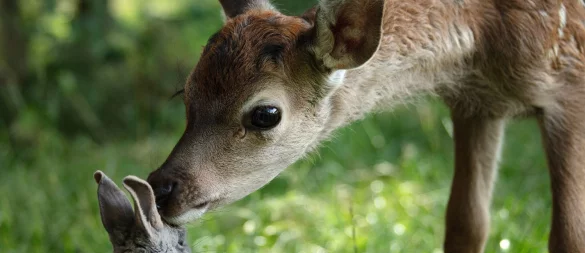 Bambi und sein Freund der Hase in einer Szene des Films «Bambi - Eine Lebensgeschichte aus dem Walde». (Handout) - © Eric Travers/SquareOne Entertainment/dpa