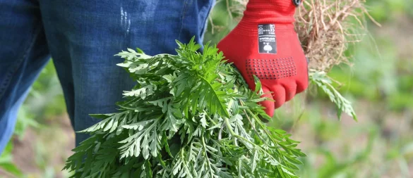 Wer die Ambrosia in seinem Garten entdeckt, sollte sie aus dem Weg schaffen. Handschuhe schützen dabei vor Hautreizungen. - © Patrick Pleul/dpa/dpa-tmn