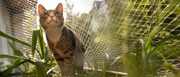 Besser mit Netz: Ein solcher Schutz verhindert, dass Katzen vom Balkon stürzen und sich schwer verletzen. - © Franziska Gabbert/dpa-tmn