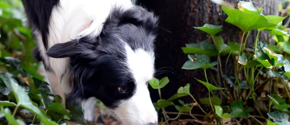 Ein Border Collie schnüffelt sich durch sein Revier. Vergiftete oder mit gefährlichen Gegenständen gespickte Köder jagen Hundefreunden immer wieder Angst ein. - © Maurizio Gambarini/dpa/dpa-tmn
