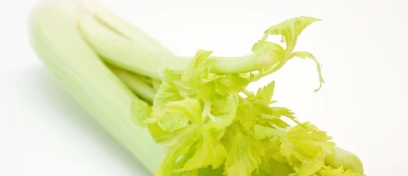 Staudensellerie ist vielseitig einsetzbar: Ob roh, gedünstet oder gebraten – das Gemüse passt zu Salat, Dip, Suppe oder Pasta. - © picture alliance / dpa-tmn