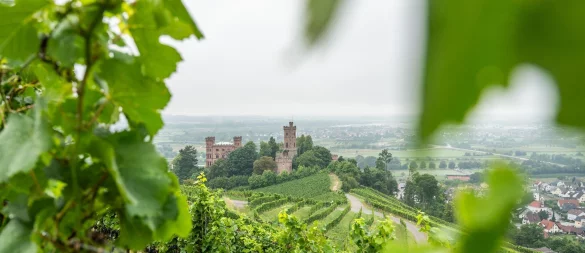 Die Reben auf den Weinbergen rings um das Schloss Ortenberg im badischen Ortenaukreis wachsen auf alten Granitböden und verleihen den daraus produzierten Weinen besondere mineralische Tiefe. - © Silas Stein/dpa/dpa-tmn