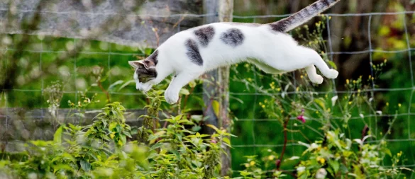Frei und glücklich: Damit Katzen im Garten sicher unterwegs sind, sollten Halter einiges beachten. - © Julian Stratenschulte/dpa/dpa-tmn