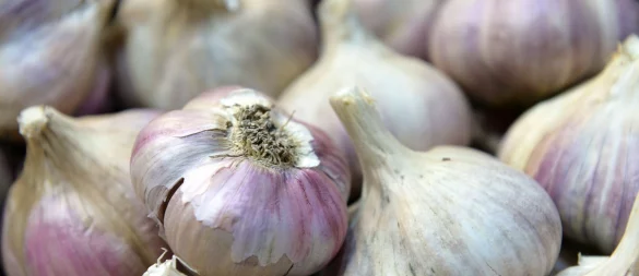 Knoblauch kann im Herbst gepflanzt werden: Hierfür werden die Knoblauchzehen direkt in die Erde gesteckt. - © Andrea Warnecke/dpa-tmn