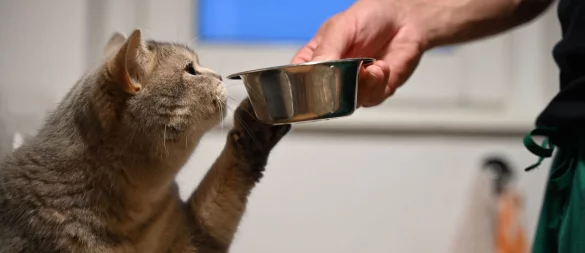 Katzen trinken oft zu wenig: Mehrere Wassernäpfe erhöhen die Trinkbereitschaft. - © Helena Dolderer/dpa/dpa-tmn
