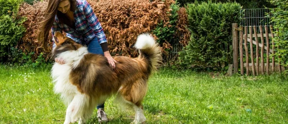 Garten mit Auslauf: hundesicherere Zäune und Hecken schützen vor ungewollten Ausflügen – und ermöglichen dem Tier freie Bewegung ohne Leine. - © Christin Klose/dpa-tmn