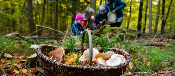 Um in die Pilze zu gehen, sollte man früh aufstehen. Sonst findet man nur noch die, die andere stehen gelassen haben. - © Benjamin Nolte/dpa-tmn