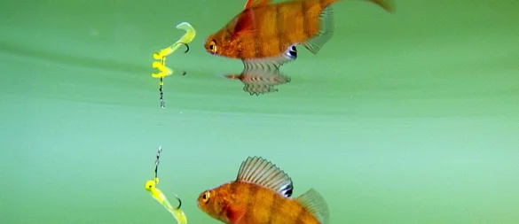 Beißt er an? Kunstköder sind nicht automatisch schlechter als Naturköder. - © Julian Stratenschulte/dpa/dpa-tmn