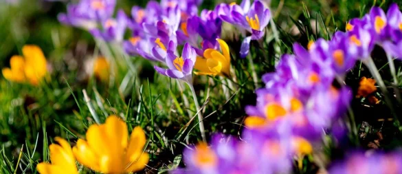 Wer ab Ende September Blumenzwiebeln pflanzt, kann sich im Frühjahr über bunte Frühblüher freuen. - © Hauke-Christian Dittrich/dpa/dpa-tmn