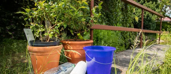 Küchenrolle oder Plastikflasche? Mit welchem Hack lassen sich Pflanzen während des Urlaubs besser bewässern? - © Christin Klose/dpa-tmn