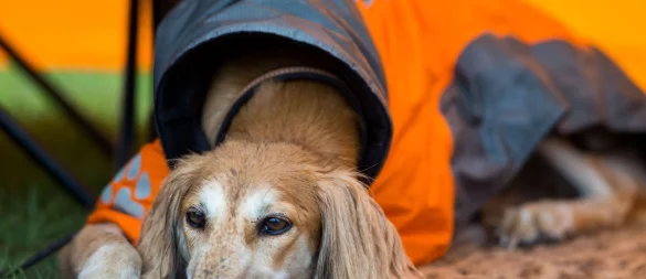 Kann der Hund nicht allein zu Hause bleiben, kann man ihm abseits des Festivaltrubels ein angenehmes Plätzchen bereiten – zum Beispiel mit seiner Lieblingsdecke. - © Jens Büttner/dpa/dpa-tmn