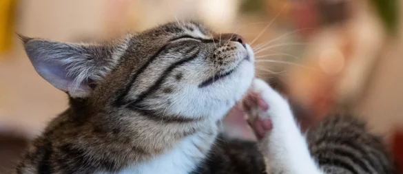 Flohzirkus: Ob eine Katze befallen ist, kann man durch Kämmen herausfinden. - © Franziska Gabbert/dpa-tmn