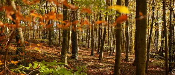 Natur kann idyllisch sein. (Archivbild) - © Henning Kaiser/dpa