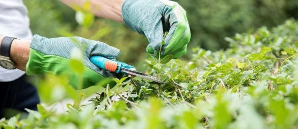 Während der Brutzeit darf die Hecke nur geschnitten werden, wenn es unbedingt nötig ist. Auf eine elektrische Heckenschere verzichtet man den Vögeln zuliebe komplett. - © Christin Klose/dpa-tmn