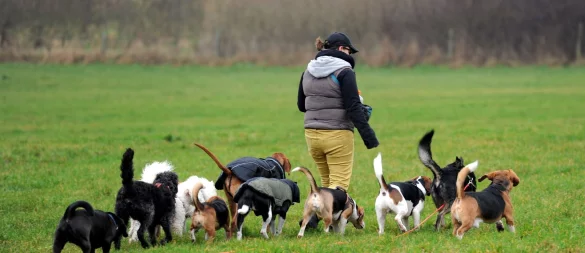 Besser als allein zu Haus: Dogwalker ermöglichen Hunden, im Rudel Gassi zu gehen und mit Artgenossen herumzutoben. - © picture alliance / dpa