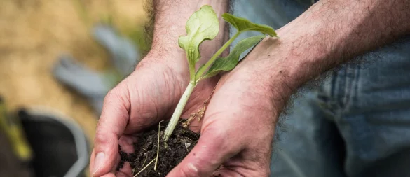 Gärtnern tut der Seele gut: Für viele ist Gartenarbeit ein Ausgleich zum Alltag und ein Weg zu besserer Stimmung. - © Christin Klose/dpa-tmn