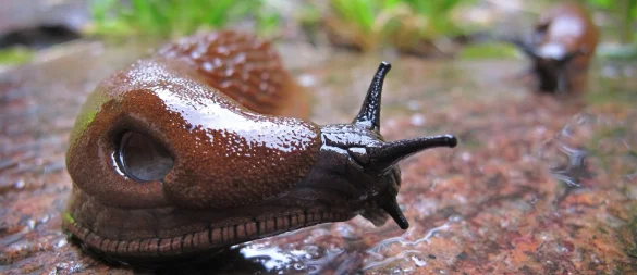 Die Spanische Wegschnecke liebt feuchtes Wetter und frisst so gut wie alles. - © Karl-Josef Hildenbrand/dpa/dpa-tmn