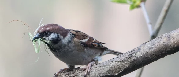Gras, Reisig, Moos: Wer heimische Vögel beim Nestbau unterstützen möchte, sollte auf natürliche, unbehandelte Materialien setzen. - © Andrea Warnecke/dpa-tmn