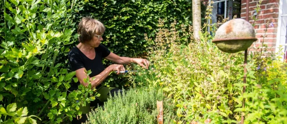 Internationale Kräuter sorgen für Abwechslung im Garten - und in der Küche. - © Benjamin Nolte/dpa-tmn