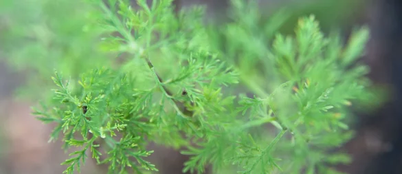 Colakraut ist eine Varietät der Eberraute. Ihr herbes, leicht zitroniges Aroma erinnert geschmacklich entfernt an Cola. - © Andrea Warnecke/dpa-tmn