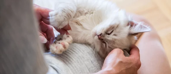 Mit etwas Geduld, ein paar Anpassungen und viel Zuwendung können blinde Katzen ein ebenso erfülltes Leben führen wie ihre sehenden Artgenossen. - © Christin Klose/dpa-tmn