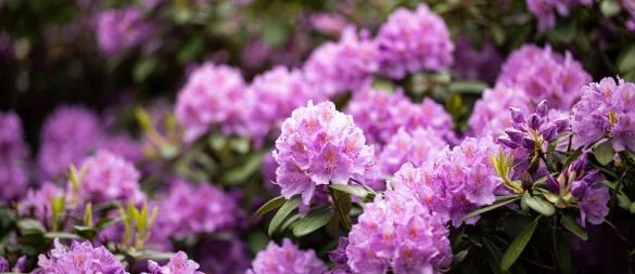 So prachtvoll blüht der Rhododendron! Damit das so bleibt, sollte man die Rhododendronzikade von der Pflanze fernhalten, zum Beispiel mit einer Gelbtafel. - © Daniel Reinhardt/dpa/dpa-tmn