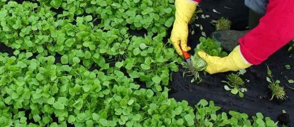 Winterportulak schmeckt leicht nussig und eignet sich gut für Salate. - © Patrick Pleul/dpa/dpa-tmn