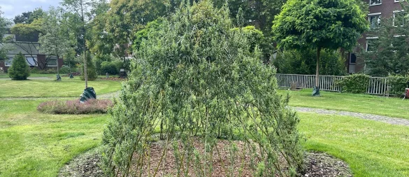 Das lebendige Weidentipi wächst und bietet Kindern einen grünen Rückzugsort im Garten. - © DIY Academy/dpa-tmn