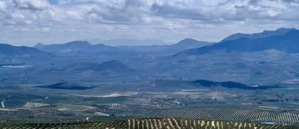 Millionen Olivenbäume in Reih und Glied: In der andalusischen Provinz Jaén liegt das größte Olivenanbaugebiet Europas. - © Daniela David/dpa-tmn
