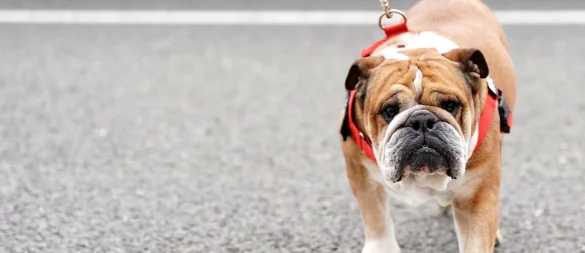 Lewis Hamilton bangt um seinen Hund. (Archivbild) - © Tim Goode/PA Wire/dpa