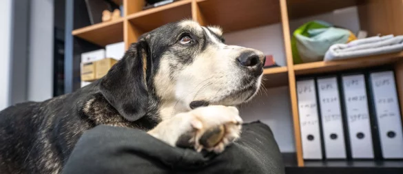 Wer seinen Hund mit zur Arbeit bringen möchte, braucht eine ausdrückliche Genehmigung des Arbeitgebers. - © Frank Rumpenhorst/dpa-tmn