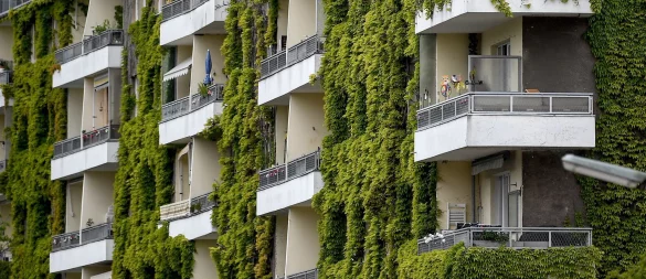 Pflanzen an der Fassade sorgen im Sommer für Schatten und im Winter für zusätzliche Dämmung. - © Britta Pedersen/dpa-Zentralbild/dpa-tmn