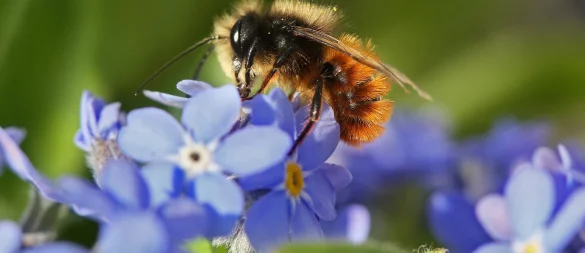 Auf einem schattigen Balkon kann Vergissmeinnicht Wildbienen als Nahrungsquelle dienen. - © Stephanie Pilick/dpa/dpa-tmn