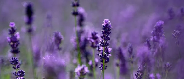 Lavendel benötigt einen sonnigen, windgeschützten Standort und einen durchlässigen Boden. - © Andrea Warnecke/dpa-tmn