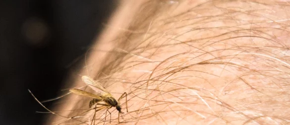 Das Chikungunyafieber breitet sich aus: In Norditalien steigt die Gefahr durch das Virus, daher ist wirksamer Mückenschutz jetzt besonders wichtig. - © Christin Klose/dpa-tmn
