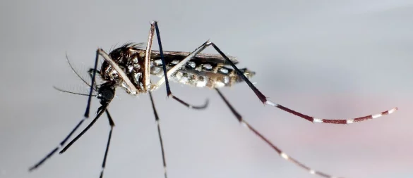 Die Ägyptische Tigermücke, auch Gelbfiebermücke genannt, überträgt verschiedene Krankheiten, darunter das Chikungunya-Virus. - © Gustavo Amador/epa/dpa-tmn