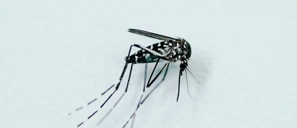 Tigermücken können Krankheitserreger übertragen, etwa Viren von West-Nil, Dengue, Zika und Chikungunya. - © Uwe Anspach/dpa/dpa-tmn