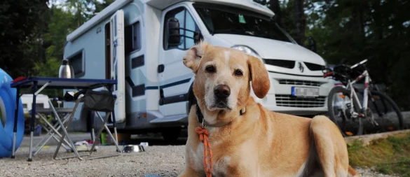Campingurlaub mit Hund bietet viel gemeinsame Zeit und ist oft günstiger als ein Hotelaufenthalt. - © Tobias Hase/dpa-tmn