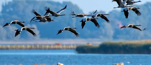 Kraniche auf der Halbinsel Fischland-Darß: Wer das Naturschauspiel erleben möchte, muss im Herbst kommen, wenn die Vögel dort Rast einlegen. - © Jens Büttner/dpa/dpa-tmn
