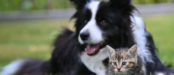 Ein Herz und eine Seele? Mit Geduld und Gelassenheit kann die Zusammenführung von Hund und Katze funktionieren. - © Patrick Pleul/dpa