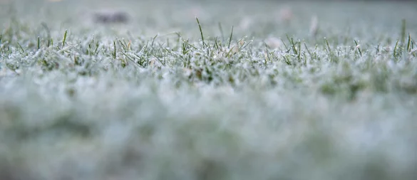 Mit der richtigen Vorbereitung kommt der Rasen gut durch den Winter: Mähen bis die Temperaturen unter 10 Grad fallen, Laub entfernen und im Oktober noch einmal mit speziellem Herbstdünger versorgen. - © Zacharie Scheurer/dpa-tmn