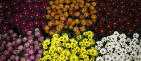 Zartes Rosa, leuchtendes Gelb, tiefes Burgunderrot: Chrysanthemen überzeugen mit Farbenpracht. - © Ina Fassbender/dpa-tmn