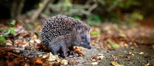 Auf der Suche nach Schutz und Nahrung: Gartenbesitzer können Igel im Herbst unterstützen. - © Jonas Walzberg/dpa/dpa-tmn