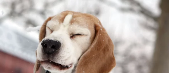Eine Gassitour im Winter kann ganz schön unangenehm sein. Ältere oder gesundheitlich angeschlagene Hunde brauchen hier besondere Rücksicht. - © Fredrik von Erichsen/dpa/dpa-tmn