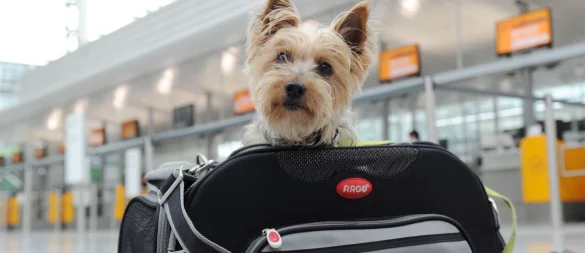 Ab in die Tasche: Kleine Hunde können mitunter in der Kabine mitfliegen. - © Tobias Hase/dpa-tmn