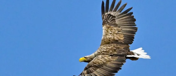 Beeindruckende Erscheinung: Der Seeadler gilt mit einer Flügelspannweite von bis zu 2,60 Metern als größter europäischer Greifvogel. - © Patrick Pleul/dpa/dpa-tmn